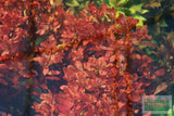 Ammania Gracilis (Thick RED Aquarium Plant)