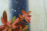 Ammania Gracilis_Thick Red Aquarium Plant_Red Plants_Red Aquarium Plants_reds_ammanias_Aquarium Plant_Aquarium Plants_Aquarium Plants for sale