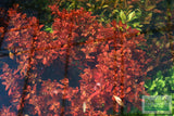 Ammania Gracilis (Thick RED Aquarium Plant)