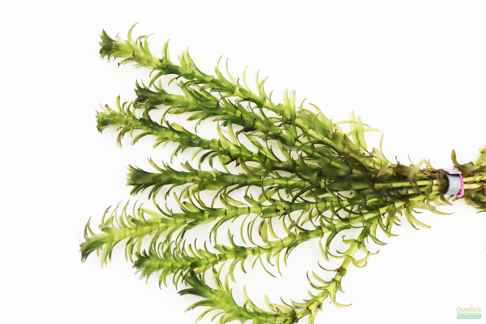 Anacharis Elodea (Easy Low Light Aquarium Plant) – DustinsFishtanks