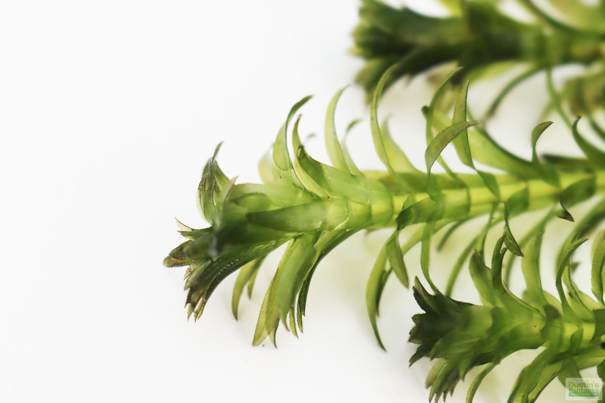 Elodea Densa Live Oxygenating Plant Bunch - Choice Of Bundles | Real Aquatics