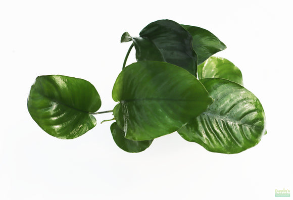 You can see the big leaves on the Anubias Barteri. These Anubias have leaves around the diameter of a tennis ball when fully grown. Anubias Barteri Broadleaf. Anubias Aquarium Plant For Sale.Anubias Barteri Broadleaf_Our Largest Anubias_Aquarium Plants For Sale_Aquarium Plant