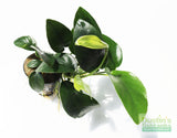 Anubias Nana (Our Best Selling Anubias Aquarium Plant) BF25