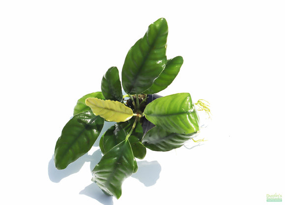 Anubias Coffeefolia on white. This dark Green Anubias has veiny elongated leaves. There is a new smaller leaf coming out of the center of the plant.