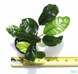 Anubias Coffeefolia on white with a ruler. 6" long. Dark Green leaves with deep veins.