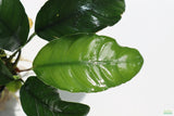 Anubias Coffeefolia close up of a leaf on white. The leaves are shaped like elongated ovals. They are dark Green. 