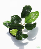 Anubias Coffeefolia on white with a shadow being cast. The leaves have deep veins of dark green.