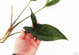 Anubias Gigantea (the Ultimate Anubias) Aquarium Plant For Sale. This plant has a large dark green arrow head leaf. The size of a persons hand. The plant is on white
