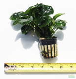 Anubias Barteri "Golden Coin" Aquarium Plant For Sale. This plant is on white. The leaves are a dark green and shaped like a round coin. The plant is in a black pot and laying on its side. There is a yellow ruler. The plant is 6"