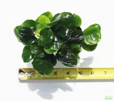 Anubias Barteri "Golden Coin" Aquarium Plant For Sale. This plant is on white. The leaves are a dark green and shaped like a round coin. The plant is standing upright and the shot is from above. There is a yellow ruler. The plant is 6"