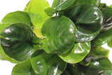 Anubias Barteri "Golden Coin" Aquarium Plant For Sale. This plant is on white. The leaves are a dark green and shaped like a round coin. Close up on the leaves.