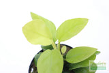 Anubias Golden Nana_Aquarium Plant For Sale