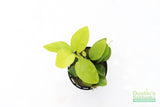 Anubias Golden Nana_Aquarium Plant For Sale