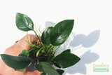 Anubias Nana (Our Best Selling Anubias Aquarium Plant) BF25