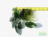Anubias Nana (Our Best Selling Anubias Aquarium Plant) BF25