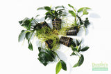 Anubias Nana (Our Best Selling Anubias Aquarium Plant) BF25