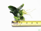 Anubias Nana (Our Best Selling Anubias Aquarium Plant) BF25