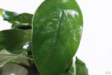 Anubias Nana (OUR BEST SELLING ANUBIAS AQUARIUM PLANT) on white. Close up of the Dark Green oval leaves that come to a point on the end. Aquarium Plant For Sale.