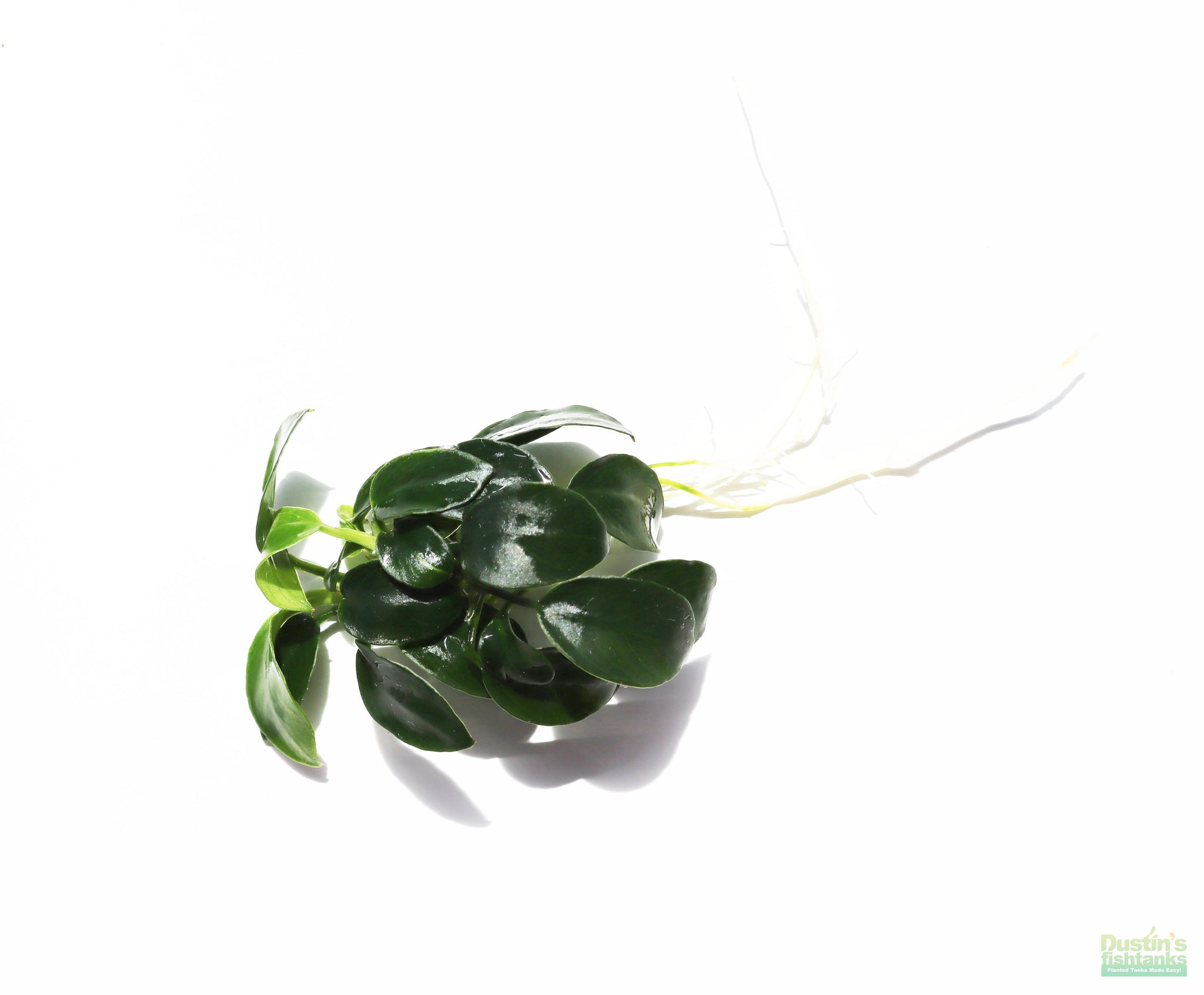 6 Live Anubias Nana Petite Aquatic Plants - Easy Beginner Aquarium Plants For Freshwater Tanks
