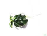 Anubias Nana Petite Aquarium Plant For Sale. This is the bare root variety, Smaller variety.  This plant is on white and has very small dark green leaves. The leaves are oval shaped that come to a point on the end. 