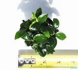 Anubias Nana Petite Aquarium Plant For Sale. This plant is on white and has very small dark green leaves. The leaves are oval shaped that come to a point on the end. There is a yellow ruler. The plant is 3.5"