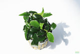 Anubias Nana Petite Aquarium Plant For Sale. This plant is on white and has very small dark green leaves. The leaves are oval shaped that come to a point on the end. 