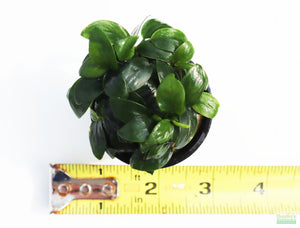 Anubias Nana Petite Aquarium Plant For Sale. This plant is on white and has very small dark green leaves. The leaves are oval shaped that come to a point on the end. 