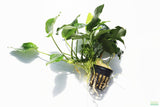Anubias Nana (Our Best Selling Anubias Aquarium Plant) BF25