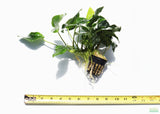 Anubias Nana (Our Best Selling Anubias Aquarium Plant) BF25