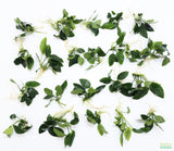 Anubias Nana (Our Best Selling Anubias Aquarium Plant) BF25