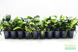 Anubias Nana (Our Best Selling Anubias Aquarium Plant) BF25