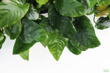 Anubias Nana (Our Best Selling Anubias Aquarium Plant) BF25