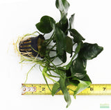 Anubias Nana (Our Best Selling Anubias Aquarium Plant) BF25