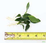 Anubias Nana (OUR BEST SELLING ANUBIAS AQUARIUM PLANT) bare root. Smaller version. with ruler 4.5"  Dark Green oval leaves that come to a point on the end. Aquarium Plant For Sale.