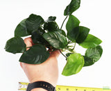Anubias Nana (Our Best Selling Anubias Aquarium Plant) BF25