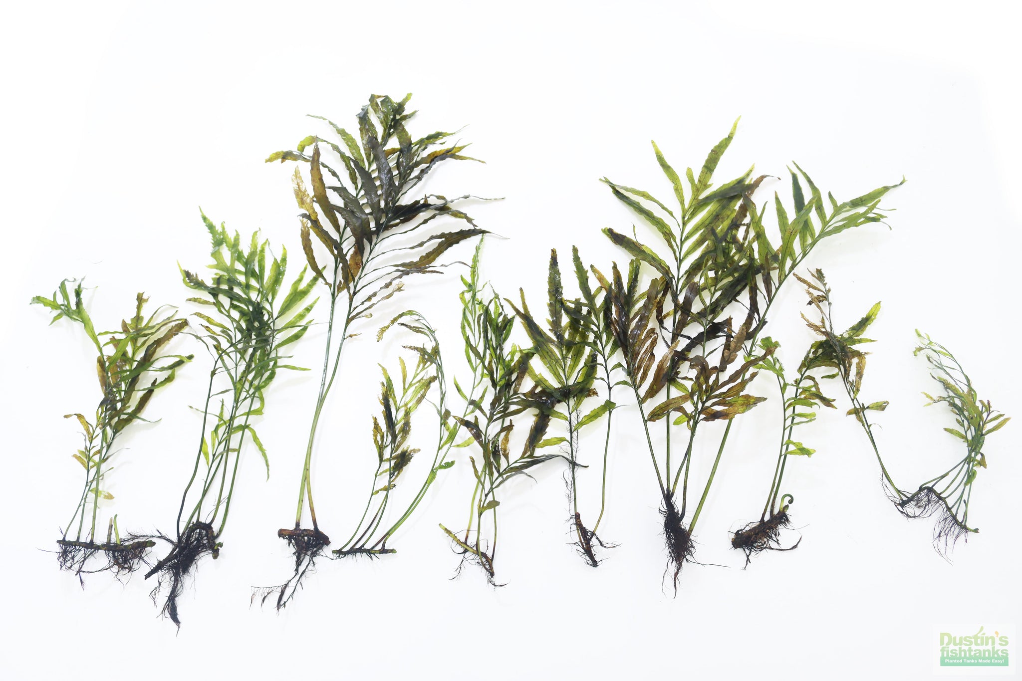 Bolbitis (BULLET PROOF) heudelotii, African Water Fern – DustinsFishtanks