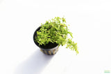 Baby Tears Monte Carlo_Carpeting Aquarium Plant_Foreground Plant