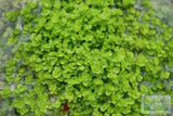 Baby Tears - Carpeting Foreground Plant (Micranthemum umbrosum)