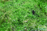 Baby Tears - Carpeting Foreground Plant (Micranthemum umbrosum)