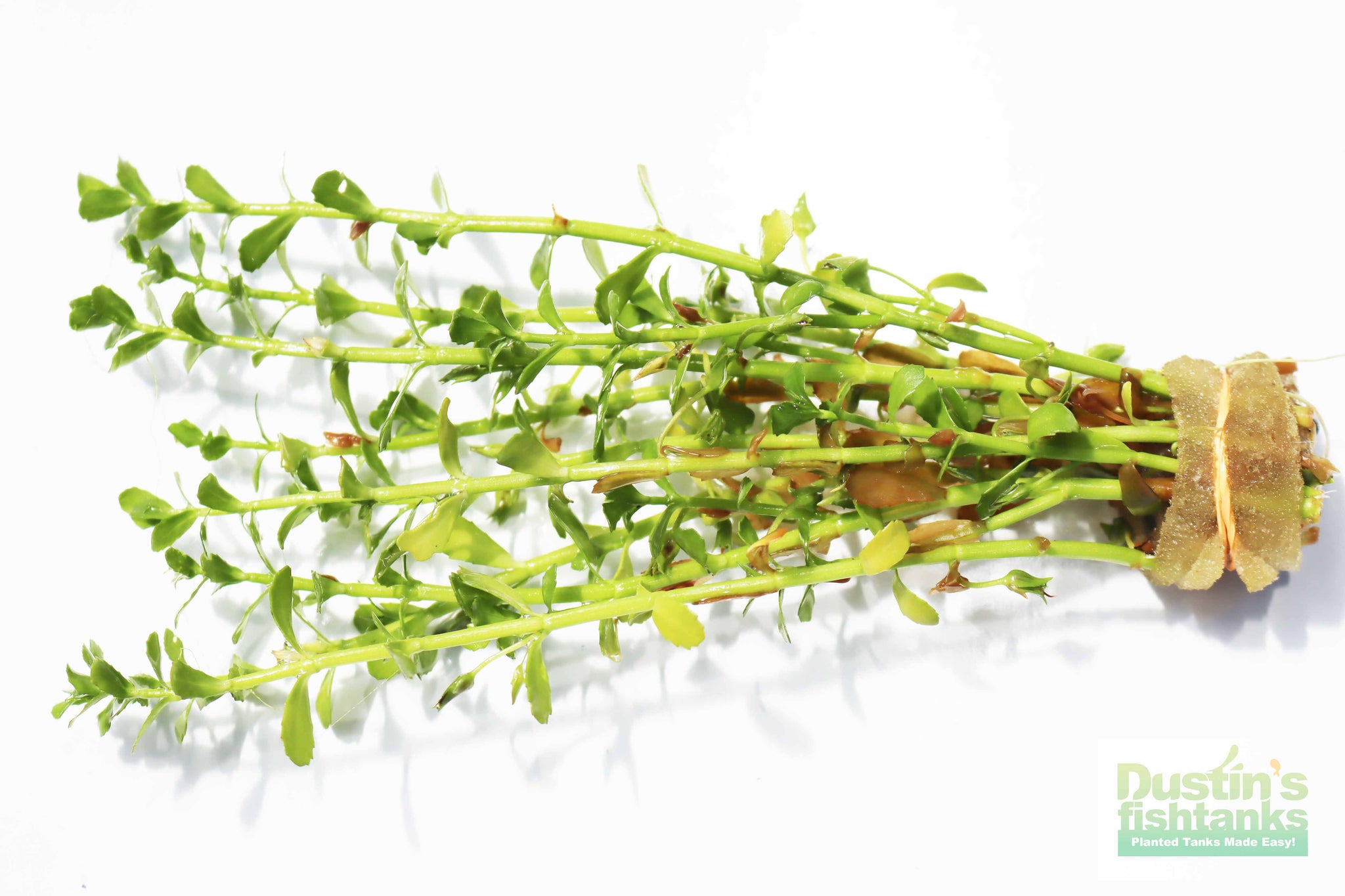 Moneywort.... Bacopa Monnieri (HARDY, EASY Stem Plant) – DustinsFishtanks