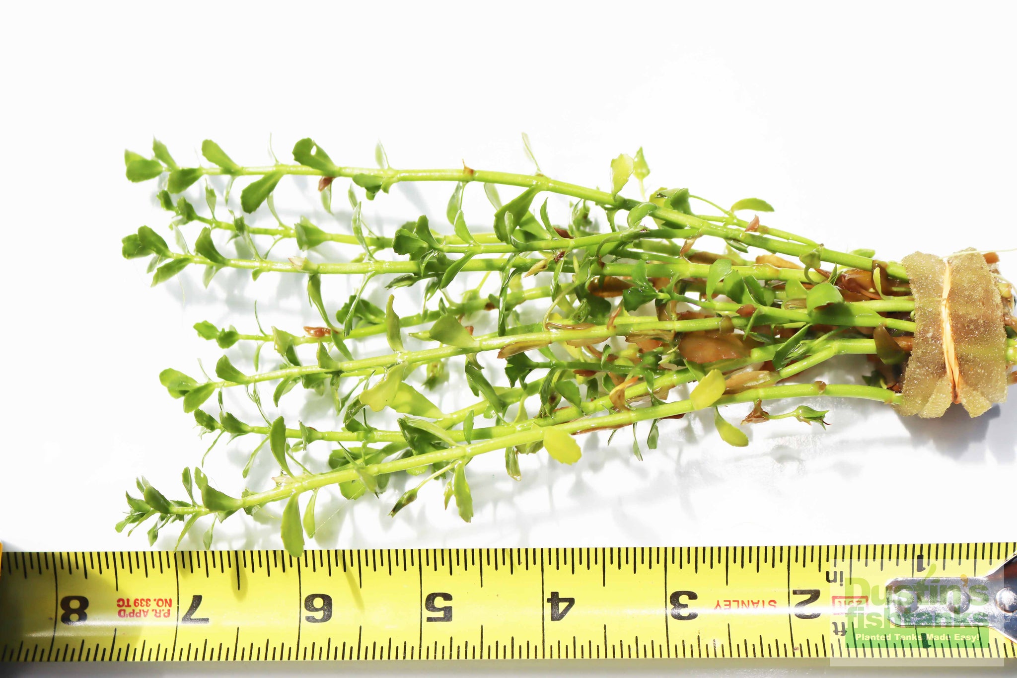money wart plant Moneywort.... Bacopa Monnieri (HARDY, EASY Stem Plant) – DustinsFishtanks