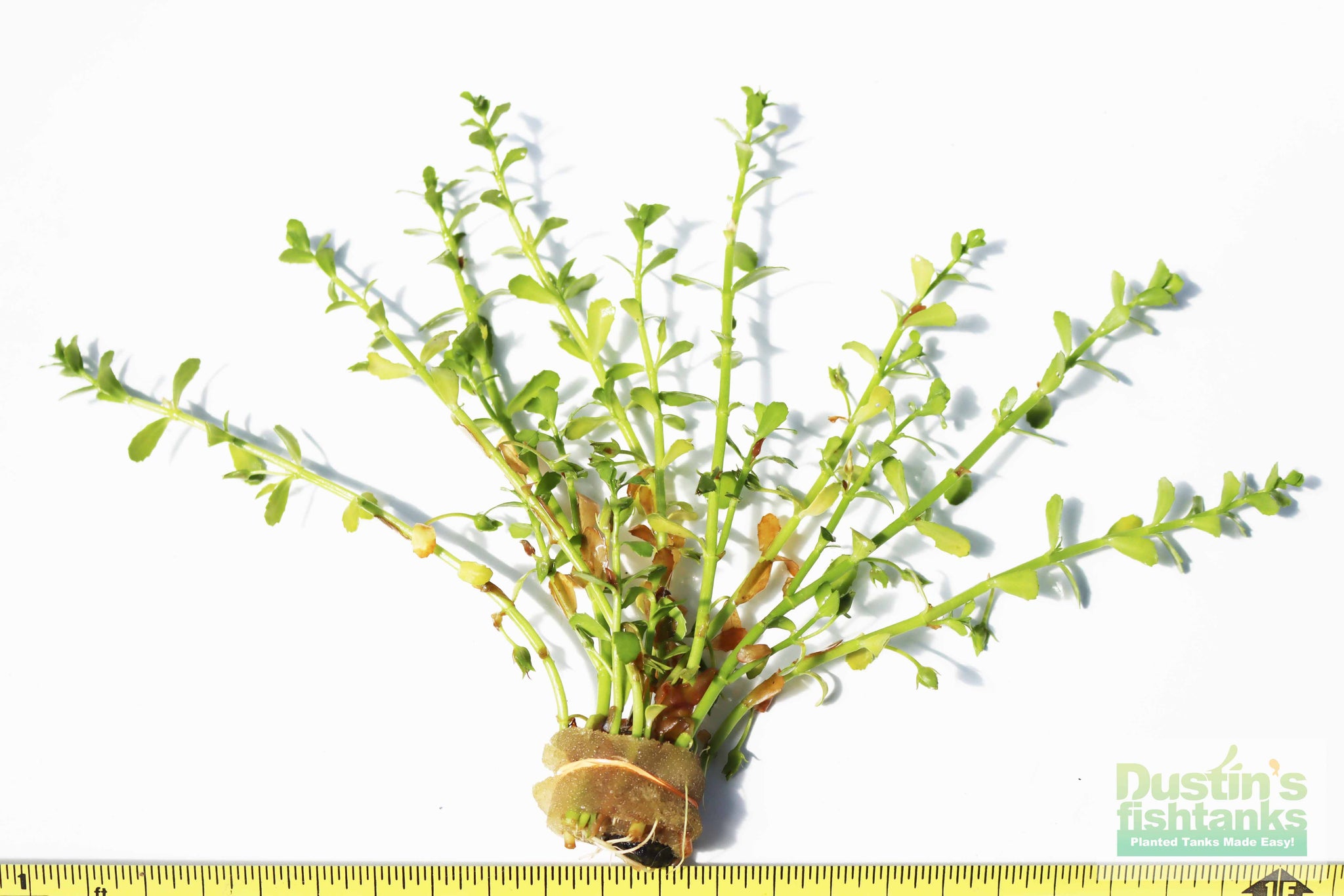 money wort plant Moneywort.... Bacopa Monnieri (HARDY, EASY Stem Plant) – DustinsFishtanks