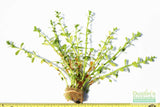 Bacopa Monnieri  (Moneywort- HARDY Stem Plant) BF23