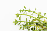 Bacopa Monnieri  (Moneywort- HARDY Stem Plant) BF23