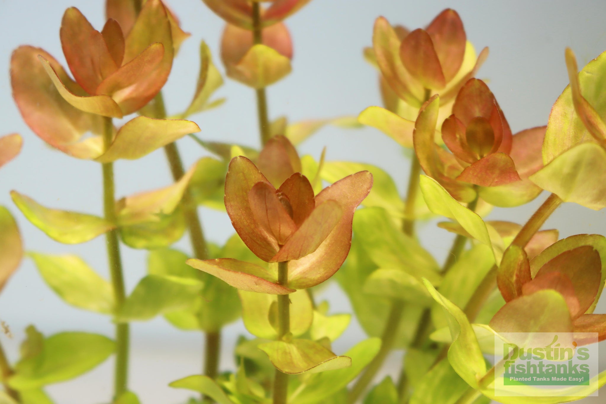 Bacopa Caroliniana 'Yellow flame' (GOLDFISH PROOF!) – DustinsFishtanks