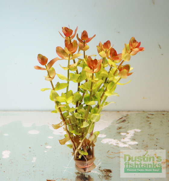 Bacopa caroliniana 'Yellow flame' (GOLDFISH PROOF!) – DustinsFishtanks