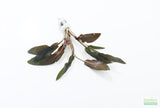 Cryptocoryne beckettii