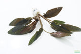 Cryptocoryne beckettii