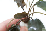 Cryptocoryne beckettii