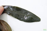 Cryptocoryne beckettii